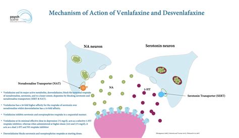Venlafaxine Mechanism
